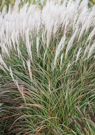 MISCANTHUS sinensis Little Miss